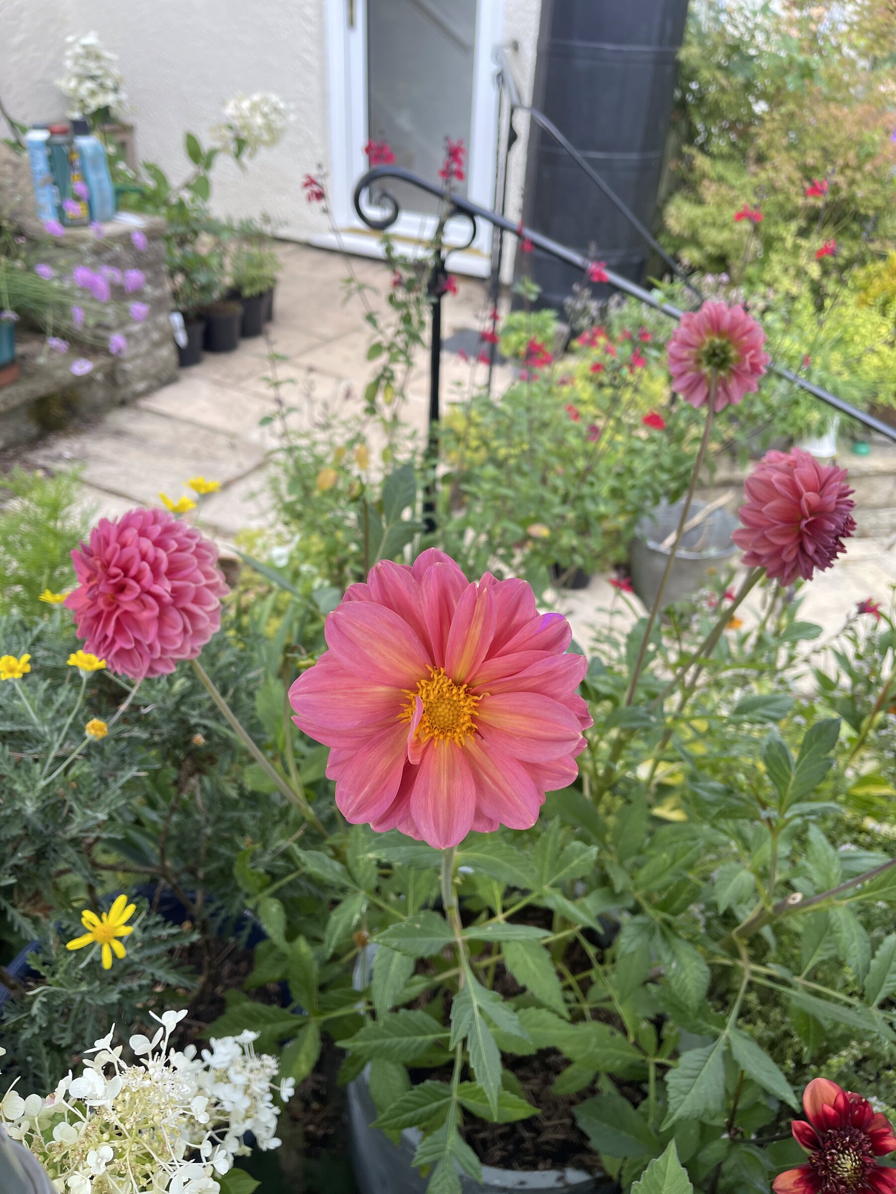 Dahlias in flower, garden by Wareing Design