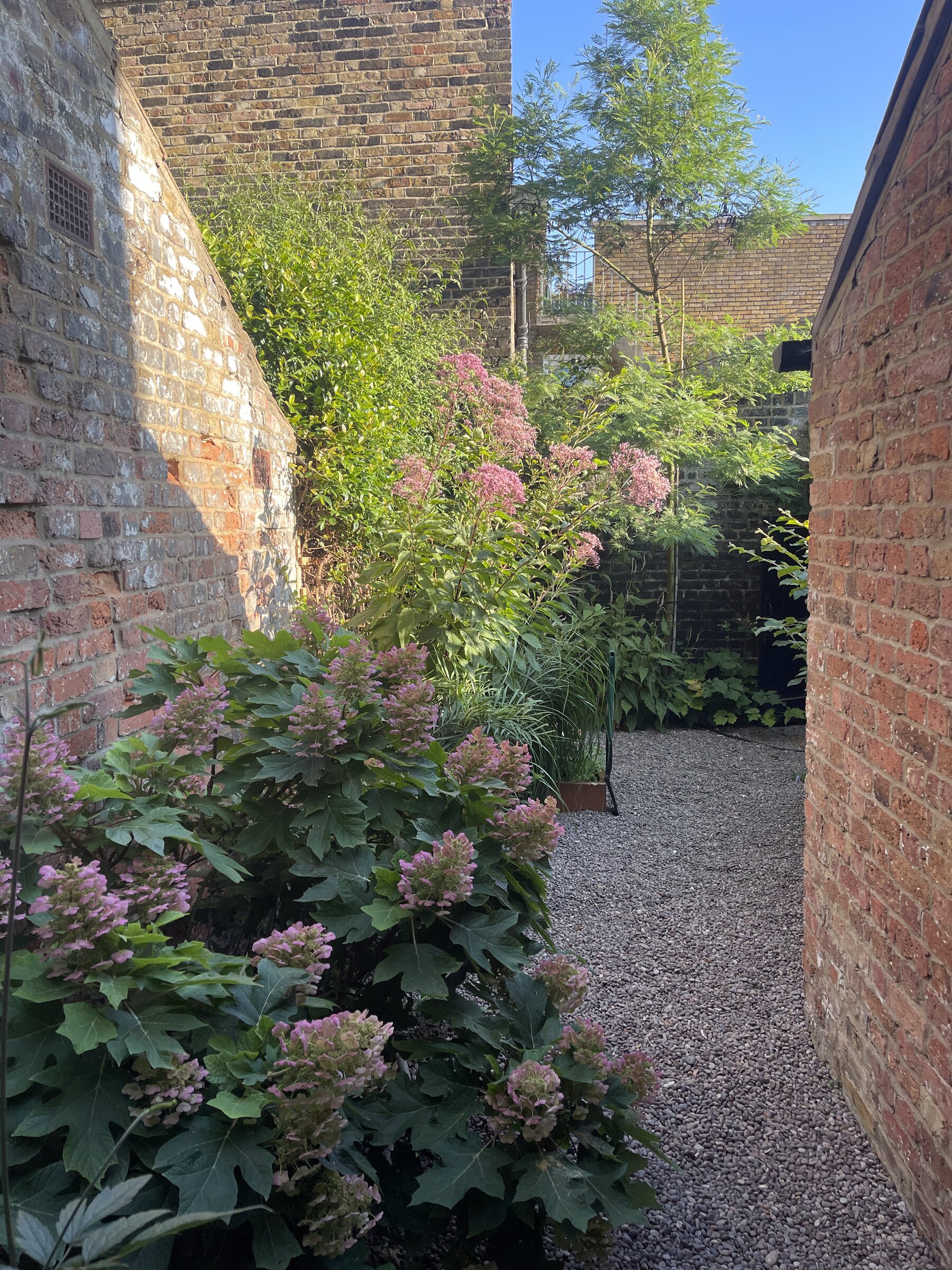 Gravel side return with hydrangeas, Wareing Design