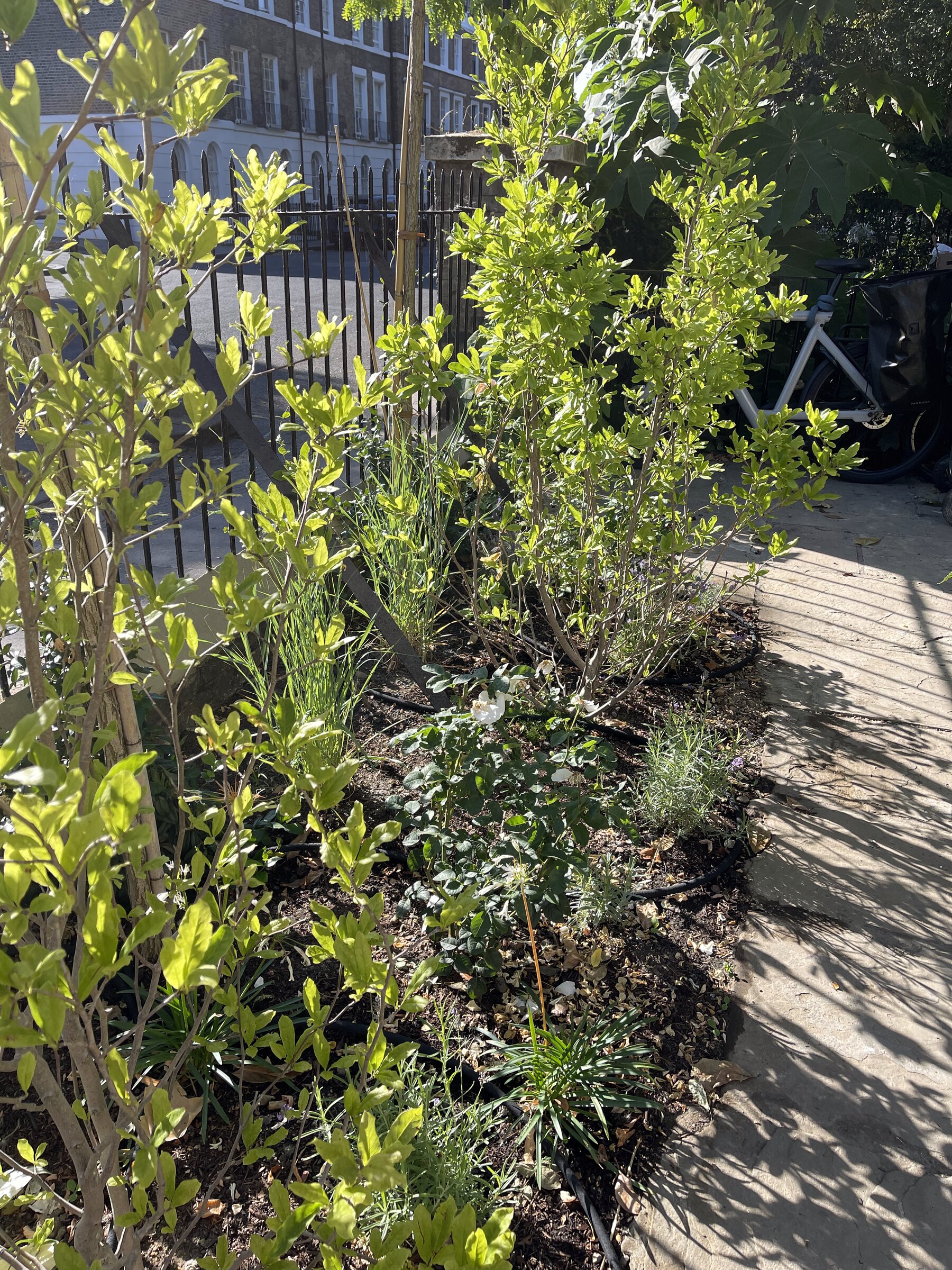 New planting, front garden, Wareing Design